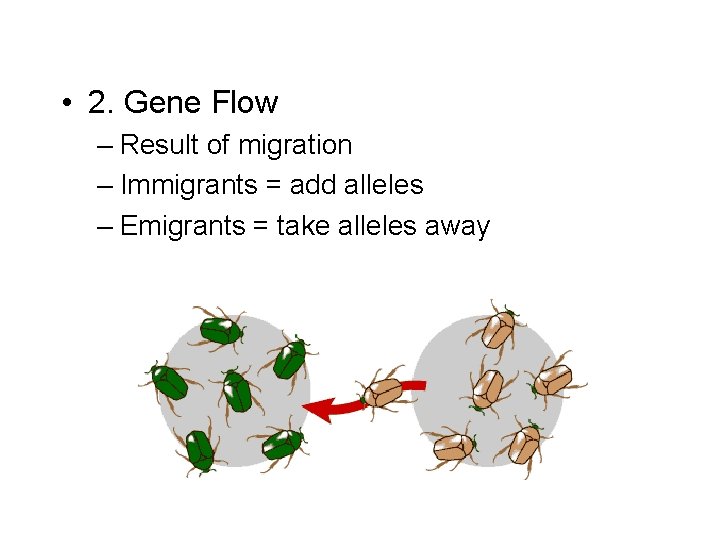  • 2. Gene Flow – Result of migration – Immigrants = add alleles