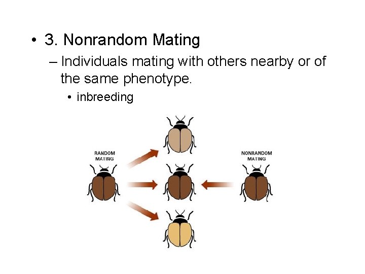  • 3. Nonrandom Mating – Individuals mating with others nearby or of the