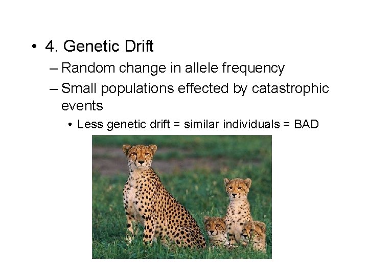  • 4. Genetic Drift – Random change in allele frequency – Small populations