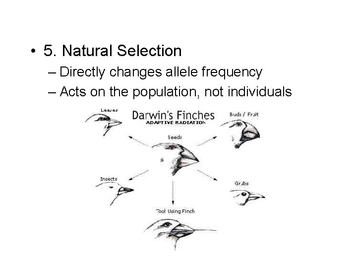  • 5. Natural Selection – Directly changes allele frequency – Acts on the