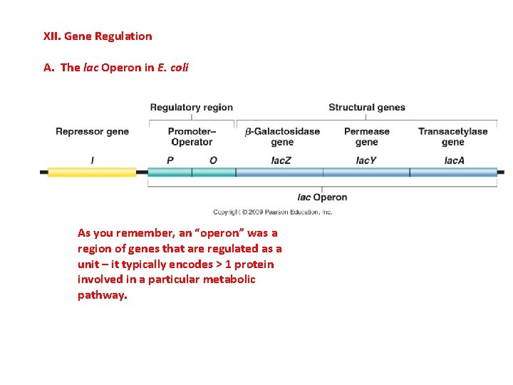 XII. Gene Regulation A. The lac Operon in E. coli As you remember, an