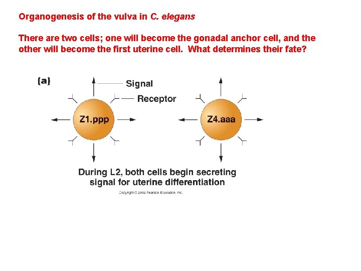 Organogenesis of the vulva in C. elegans There are two cells; one will become