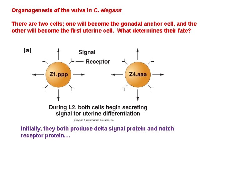 Organogenesis of the vulva in C. elegans There are two cells; one will become