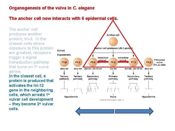 Organogenesis of the vulva in C. elegans The anchor cell now interacts with 6