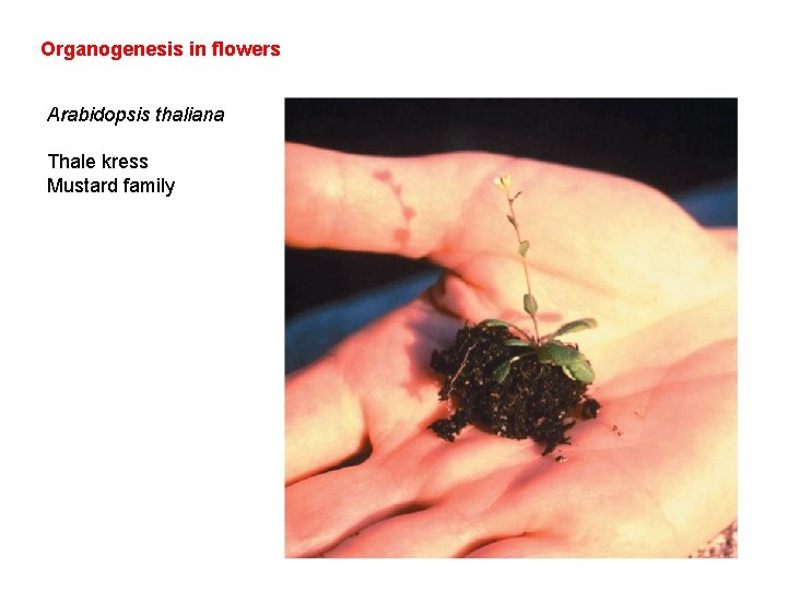 Organogenesis in flowers Arabidopsis thaliana Thale kress Mustard family 