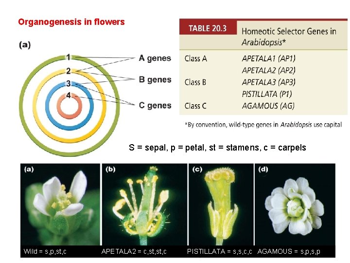 Organogenesis in flowers S = sepal, p = petal, st = stamens, c =