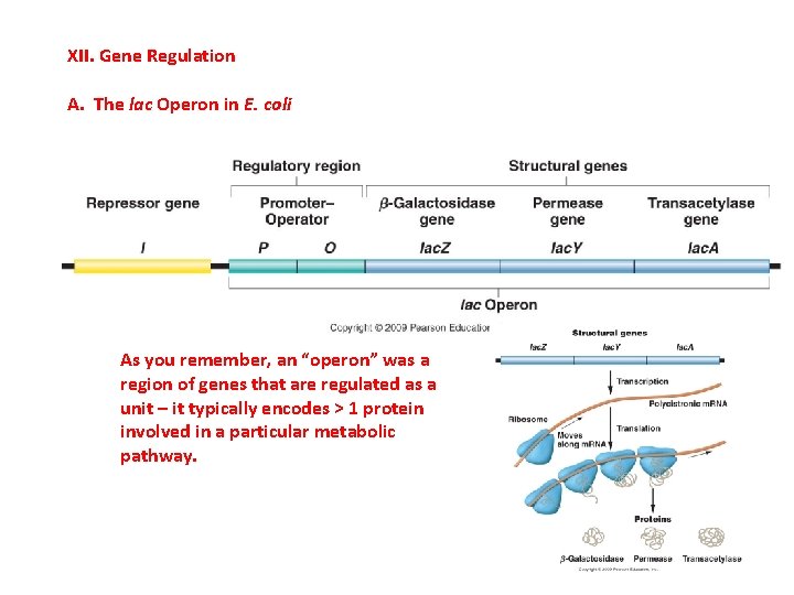 XII. Gene Regulation A. The lac Operon in E. coli As you remember, an