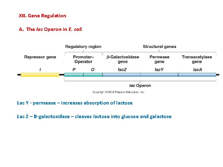 XII. Gene Regulation A. The lac Operon in E. coli Lac Y - permease