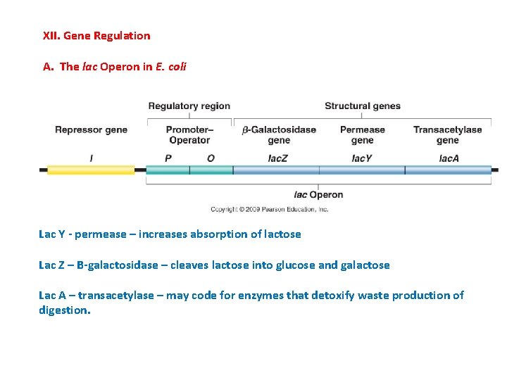 XII. Gene Regulation A. The lac Operon in E. coli Lac Y - permease