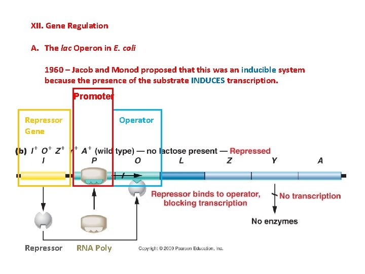 XII. Gene Regulation A. The lac Operon in E. coli 1960 – Jacob and