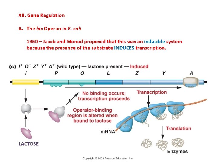 XII. Gene Regulation A. The lac Operon in E. coli 1960 – Jacob and