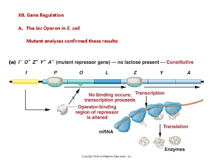 XII. Gene Regulation A. The lac Operon in E. coli Mutant analyses confirmed these