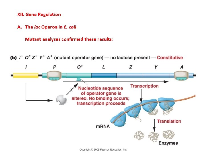 XII. Gene Regulation A. The lac Operon in E. coli Mutant analyses confirmed these