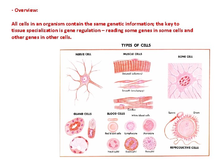 - Overview: All cells in an organism contain the same genetic information; the key