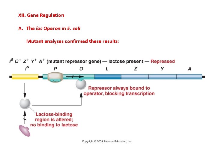 XII. Gene Regulation A. The lac Operon in E. coli Mutant analyses confirmed these