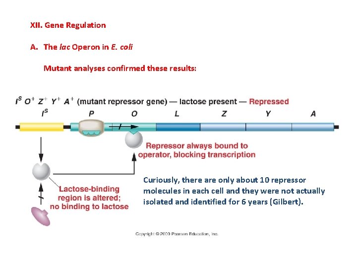 XII. Gene Regulation A. The lac Operon in E. coli Mutant analyses confirmed these