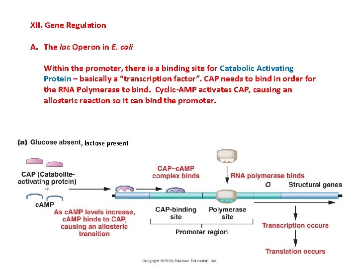 XII. Gene Regulation A. The lac Operon in E. coli Within the promoter, there