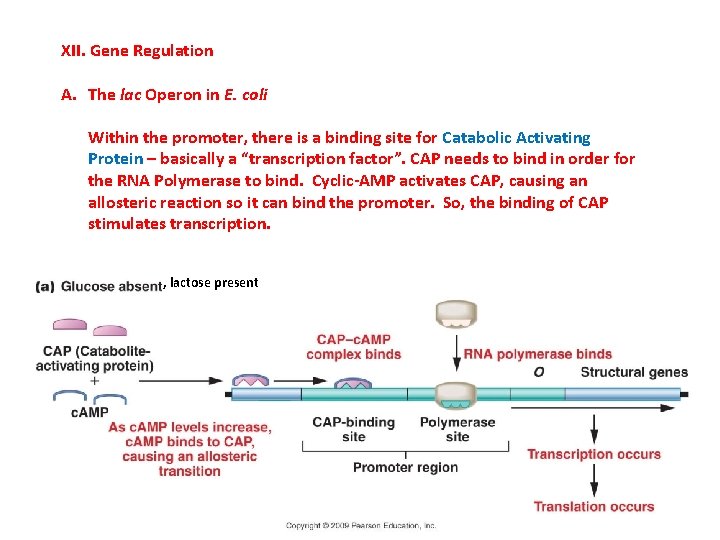 XII. Gene Regulation A. The lac Operon in E. coli Within the promoter, there