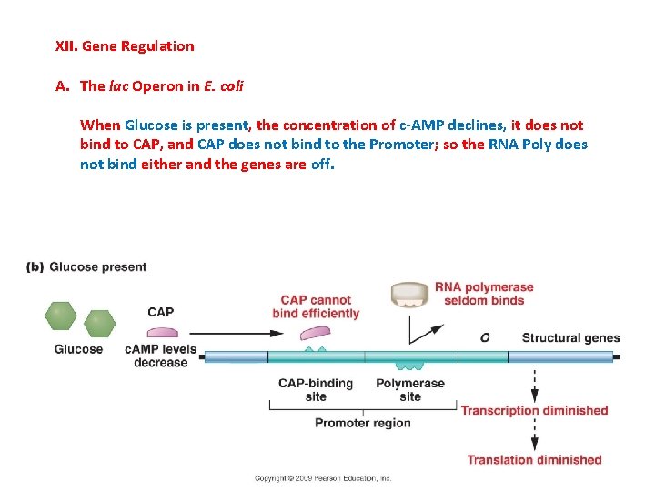 XII. Gene Regulation A. The lac Operon in E. coli When Glucose is present,