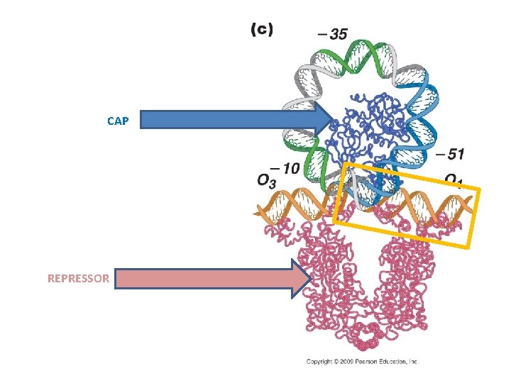 CAP REPRESSOR 