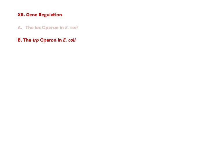 XII. Gene Regulation A. The lac Operon in E. coli B. The trp Operon