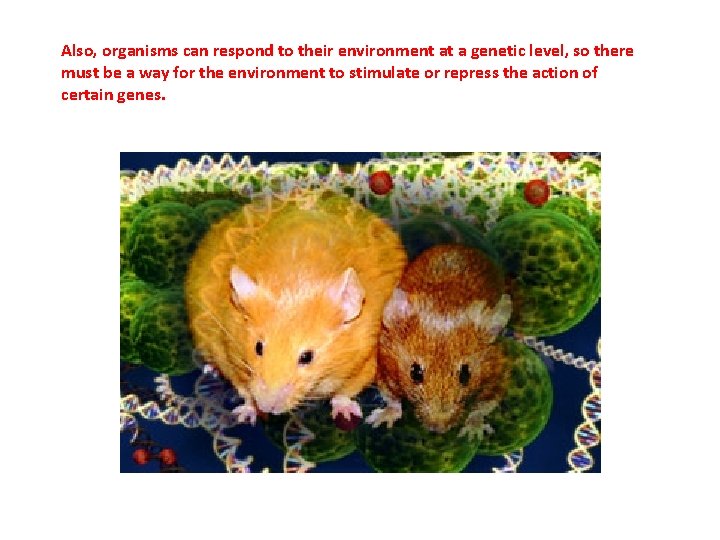 Also, organisms can respond to their environment at a genetic level, so there must