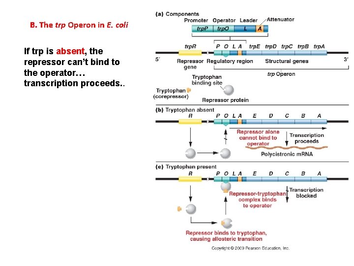 B. The trp Operon in E. coli If trp is absent, the repressor can’t