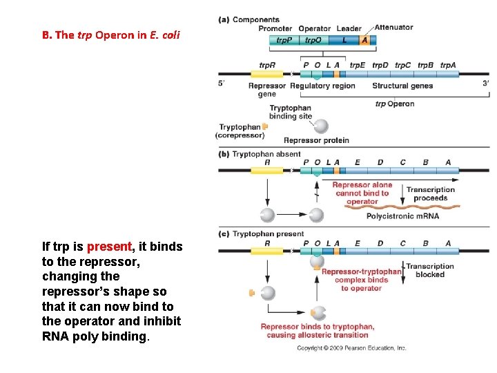 B. The trp Operon in E. coli If trp is present, it binds to