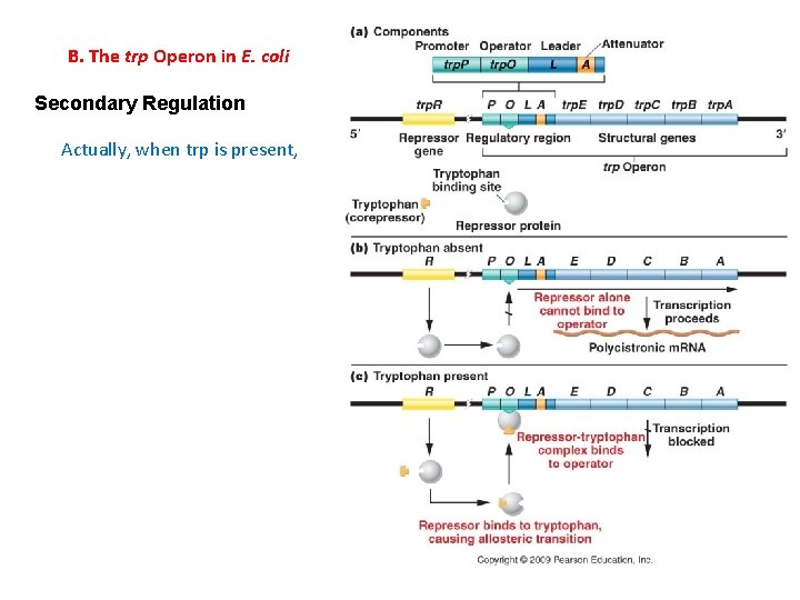 B. The trp Operon in E. coli Secondary Regulation Actually, when trp is present,