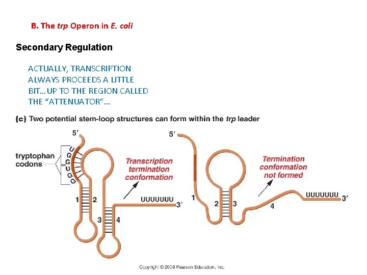 B. The trp Operon in E. coli Secondary Regulation ACTUALLY, TRANSCRIPTION ALWAYS PROCEEDS A