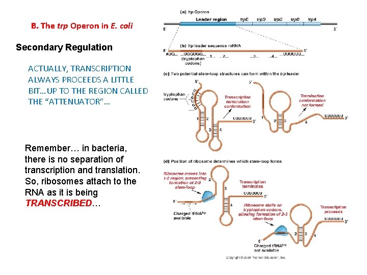 B. The trp Operon in E. coli Secondary Regulation ACTUALLY, TRANSCRIPTION ALWAYS PROCEEDS A