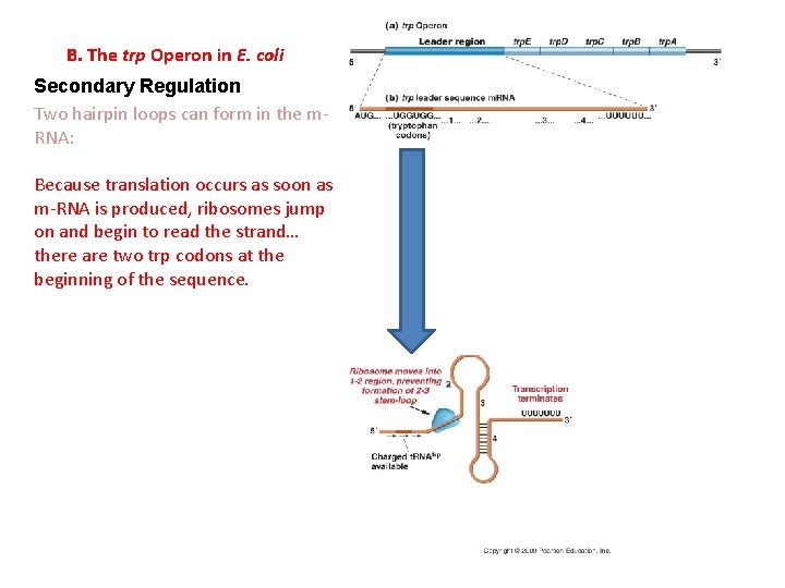 B. The trp Operon in E. coli Secondary Regulation Two hairpin loops can form