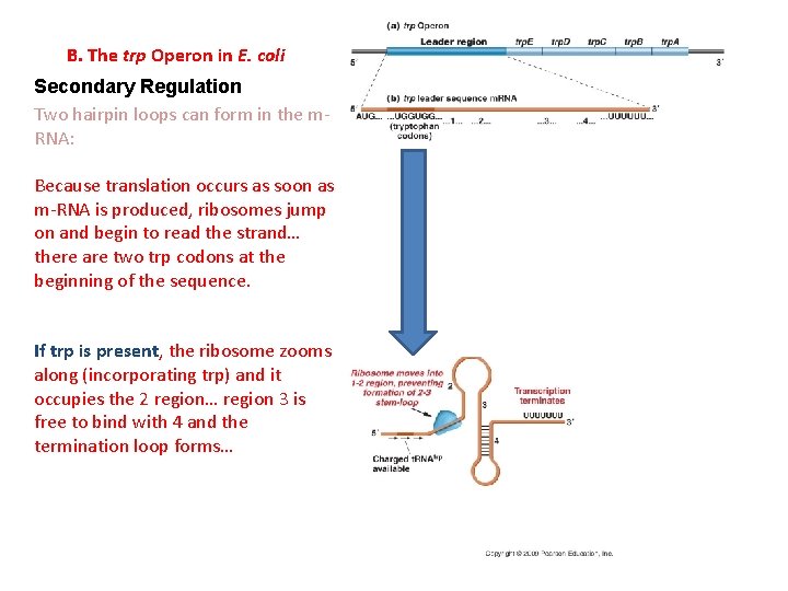 B. The trp Operon in E. coli Secondary Regulation Two hairpin loops can form