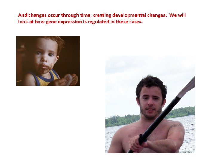 And changes occur through time, creating developmental changes. We will look at how gene