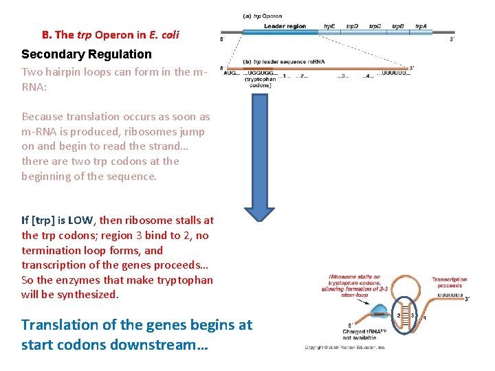 B. The trp Operon in E. coli Secondary Regulation Two hairpin loops can form