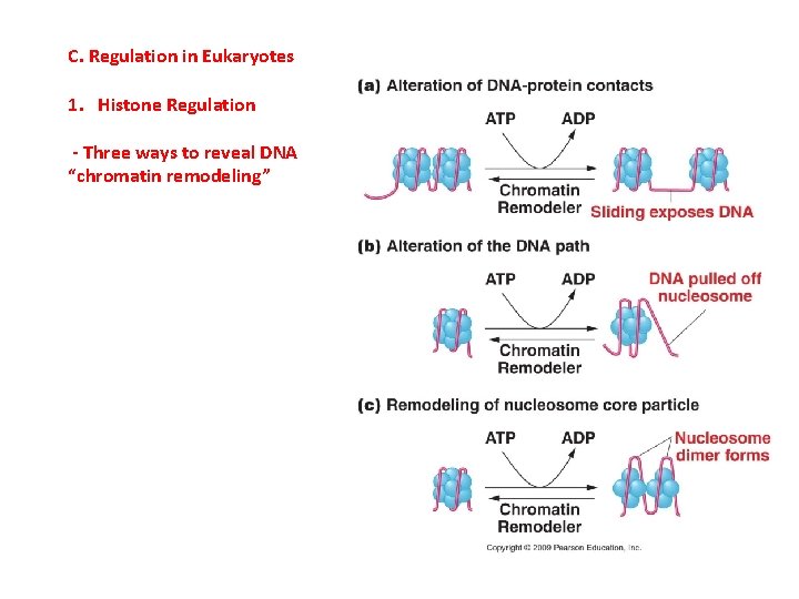 C. Regulation in Eukaryotes 1. Histone Regulation - Three ways to reveal DNA “chromatin