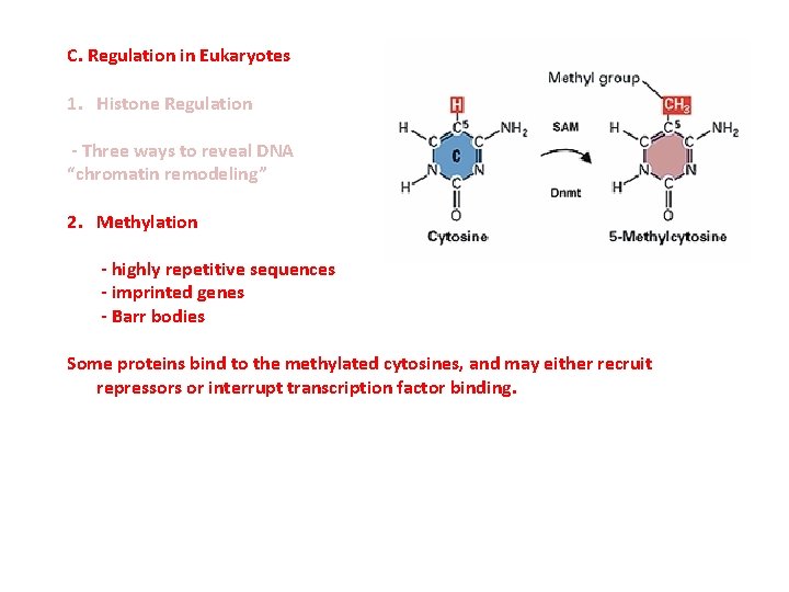C. Regulation in Eukaryotes 1. Histone Regulation - Three ways to reveal DNA “chromatin