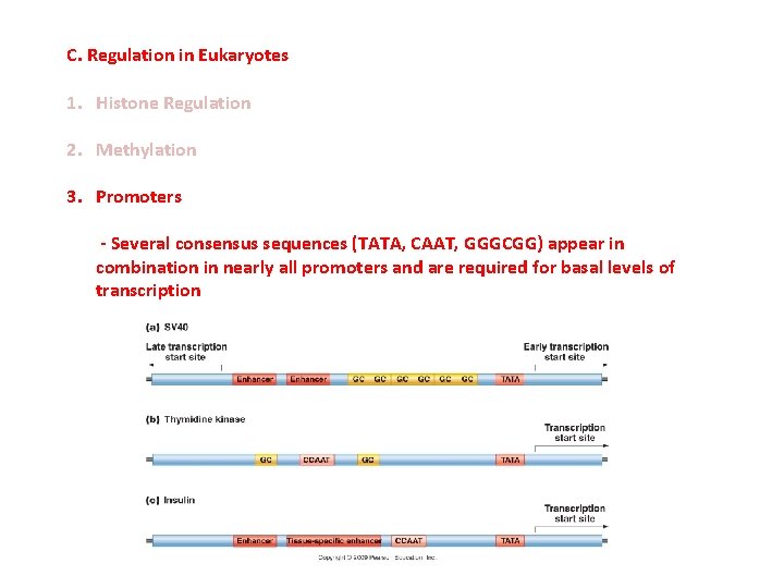 C. Regulation in Eukaryotes 1. Histone Regulation 2. Methylation 3. Promoters - Several consensus