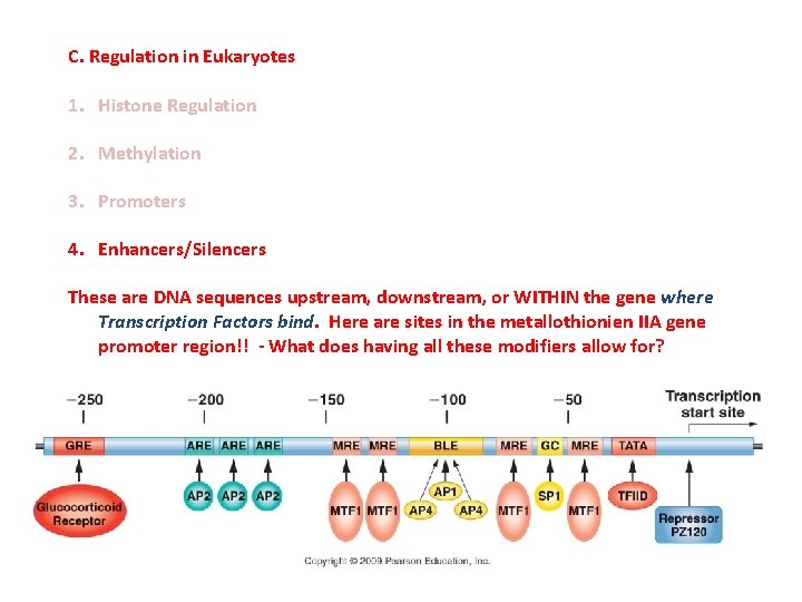 C. Regulation in Eukaryotes 1. Histone Regulation 2. Methylation 3. Promoters 4. Enhancers/Silencers These