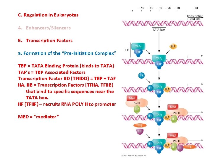 C. Regulation in Eukaryotes 4. Enhancers/Silencers 5. Transcription Factors a. Formation of the “Pre-Initiation