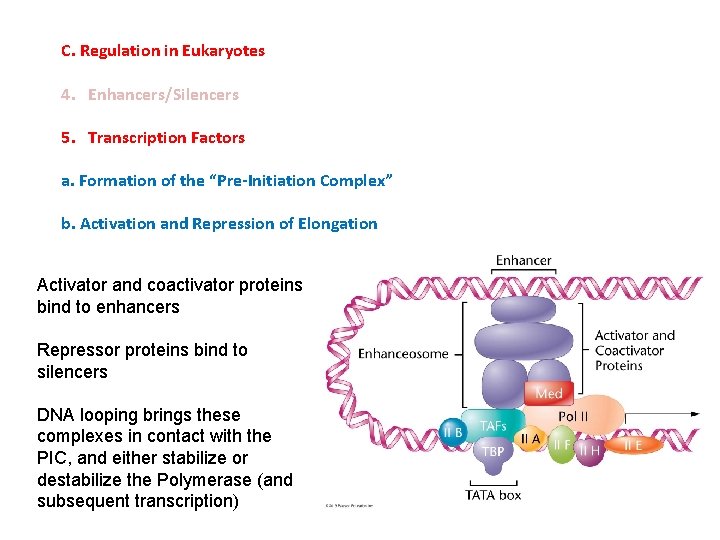 C. Regulation in Eukaryotes 4. Enhancers/Silencers 5. Transcription Factors a. Formation of the “Pre-Initiation