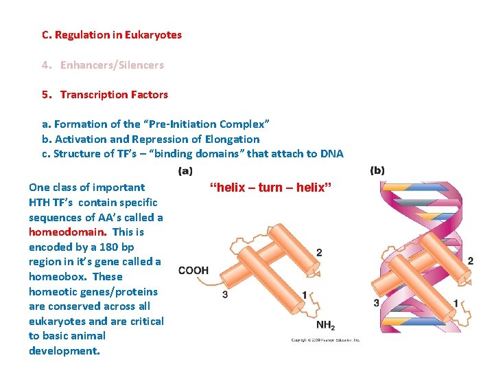 C. Regulation in Eukaryotes 4. Enhancers/Silencers 5. Transcription Factors a. Formation of the “Pre-Initiation