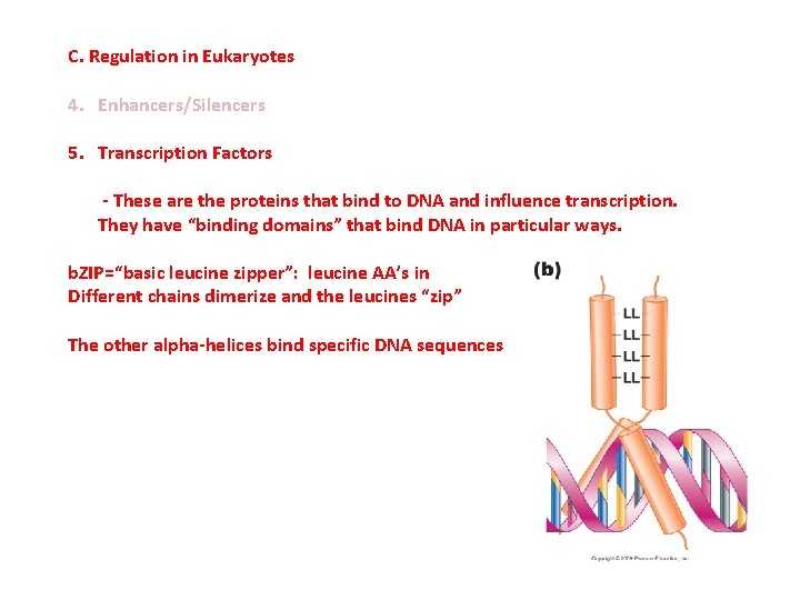 C. Regulation in Eukaryotes 4. Enhancers/Silencers 5. Transcription Factors - These are the proteins