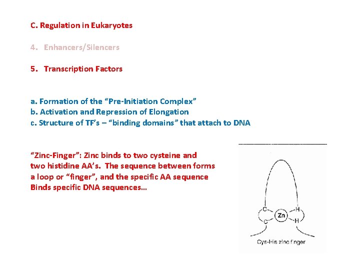 C. Regulation in Eukaryotes 4. Enhancers/Silencers 5. Transcription Factors a. Formation of the “Pre-Initiation