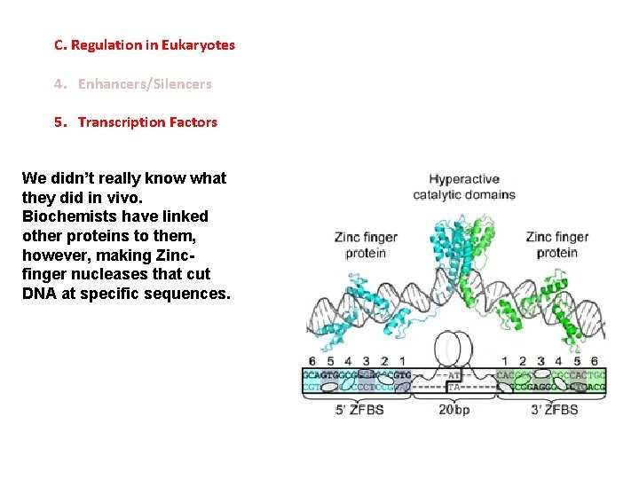 C. Regulation in Eukaryotes 4. Enhancers/Silencers 5. Transcription Factors We didn’t really know what