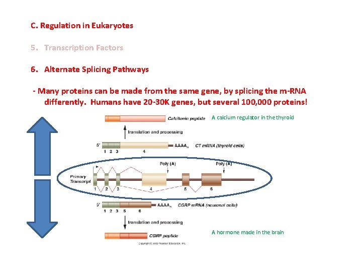 C. Regulation in Eukaryotes 5. Transcription Factors 6. Alternate Splicing Pathways - Many proteins