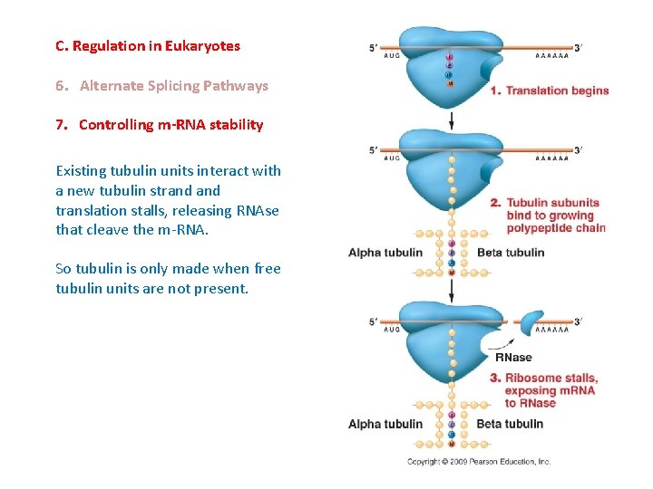 C. Regulation in Eukaryotes 6. Alternate Splicing Pathways 7. Controlling m-RNA stability Existing tubulin