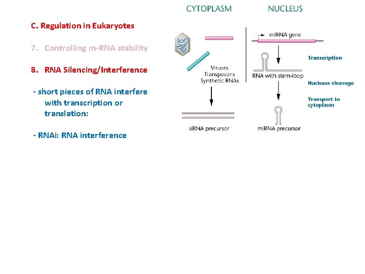 C. Regulation in Eukaryotes 7. Controlling m-RNA stability 8. RNA Silencing/Interference - short pieces