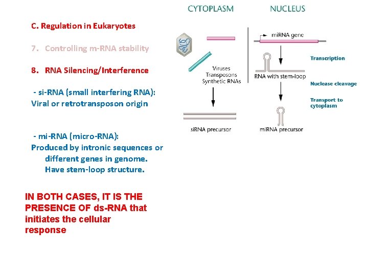 C. Regulation in Eukaryotes 7. Controlling m-RNA stability 8. RNA Silencing/Interference - si-RNA (small