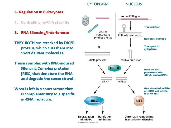 C. Regulation in Eukaryotes 7. Controlling m-RNA stability 8. RNA Silencing/Interference THEY BOTH are